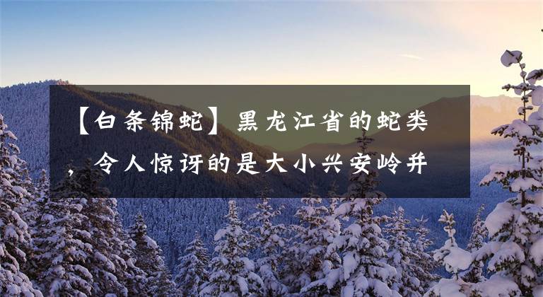 【白条锦蛇】黑龙江省的蛇类，令人惊讶的是大小兴安岭并不是分布最多的地方