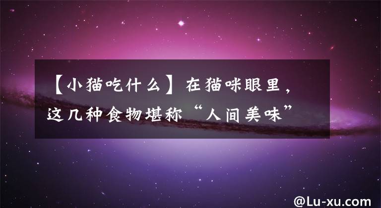 【小猫吃什么】在猫咪眼里,这几种食物堪称“人间美味”,你喂过哪些?
