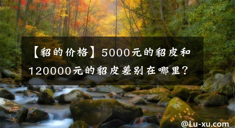 【貂的价格】5000元的貂皮和120000元的貂皮差别在哪里?