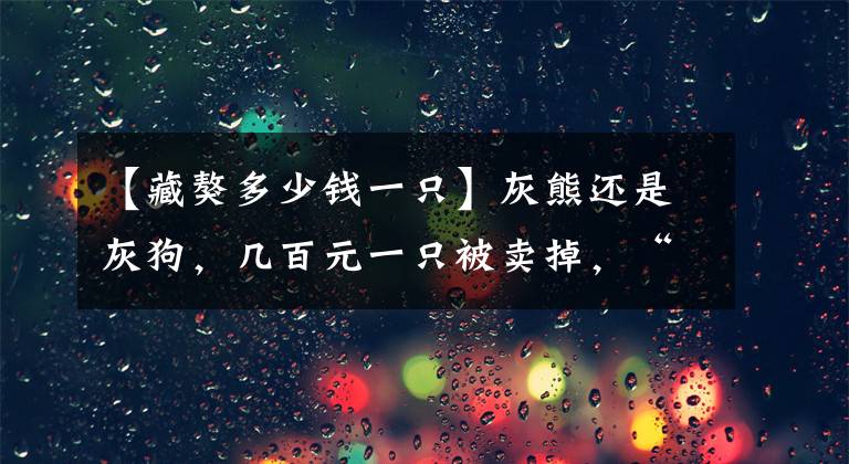 【藏獒多少钱一只】灰熊还是灰狗，几百元一只被卖掉，“藏獒”霸气如今何在？