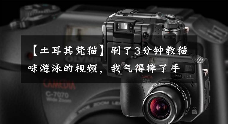 【土耳其梵猫】刷了3分钟教猫咪游泳的视频,我气得摔了手机…