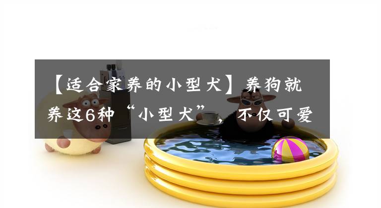 【适合家养的小型犬】养狗就养这6种“小型犬”，不仅可爱，还非常听话