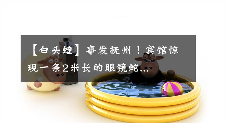 【白头蝰】事发抚州!宾馆惊现一条2米长的眼镜蛇...