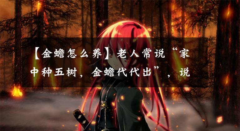 【金蟾怎么养】老人常说“家中种五树,金蟾代代出”,说的是哪5种树?有道理吗