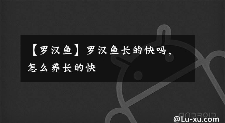 【罗汉鱼】罗汉鱼长的快吗,怎么养长的快