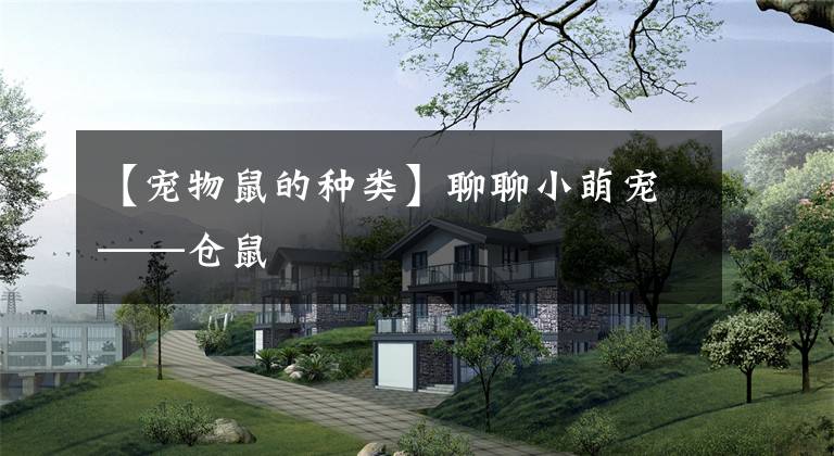 【宠物鼠的种类】聊聊小萌宠——仓鼠