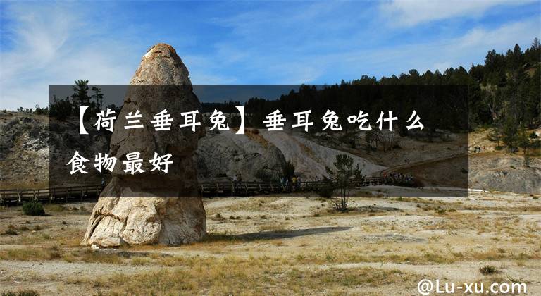 【荷兰垂耳兔】垂耳兔吃什么食物最好