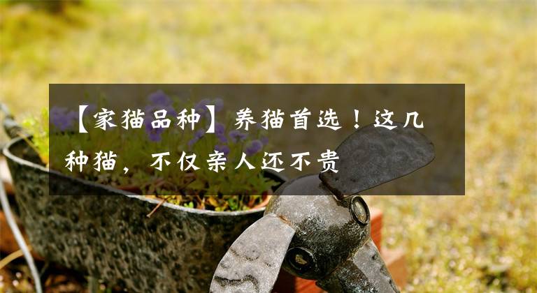 【家猫品种】养猫首选!这几种猫,不仅亲人还不贵
