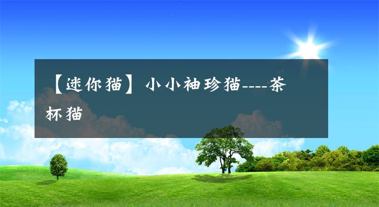 【迷你猫】小小袖珍猫----茶杯猫