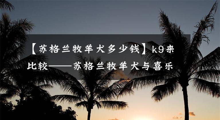 【苏格兰牧羊犬多少钱】k9来比较——苏格兰牧羊犬与喜乐蒂牧羊犬的区别