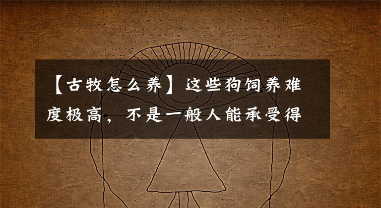 【古牧怎么养】这些狗饲养难度极高，不是一般人能承受得起的