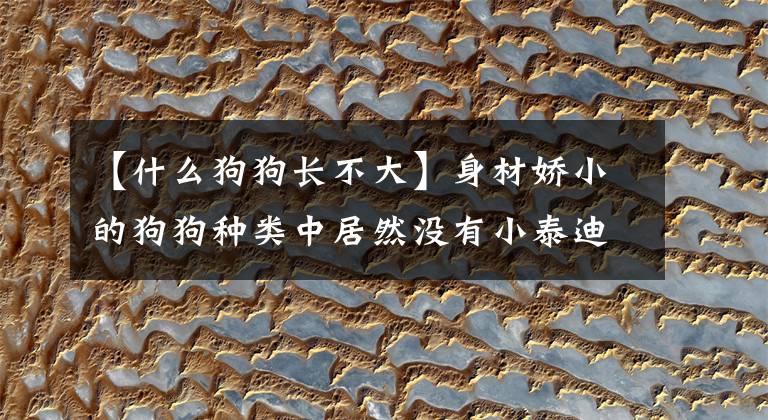【什么狗狗长不大】身材娇小的狗狗种类中居然没有小泰迪