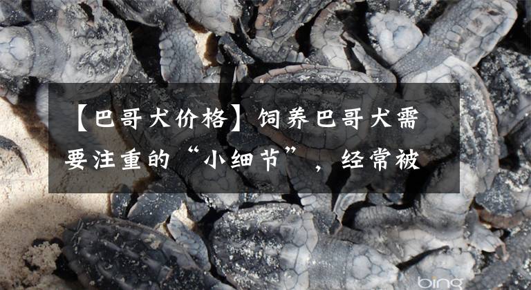 【巴哥犬价格】饲养巴哥犬需要注重的“小细节”,经常被忽略