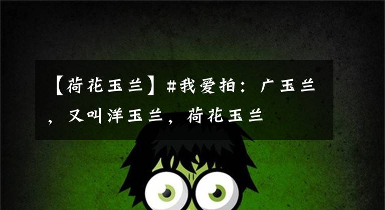 【荷花玉兰】#我爱拍:广玉兰,又叫洋玉兰,荷花玉兰