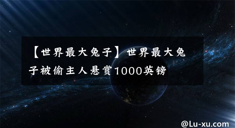 【世界最大兔子】世界最大兔子被偷主人悬赏1000英镑