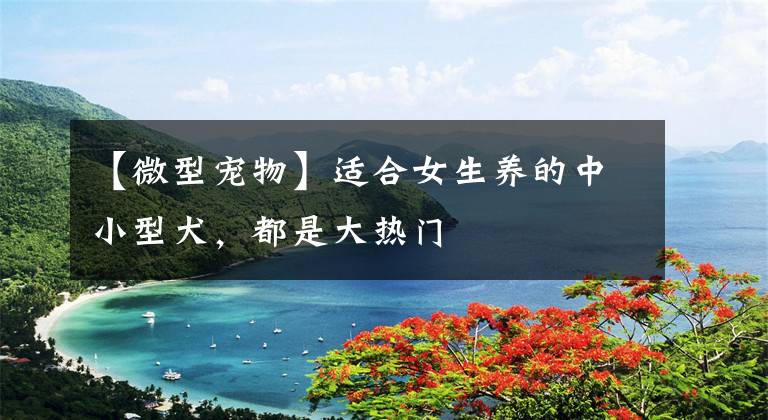 【微型宠物】适合女生养的中小型犬，都是大热门