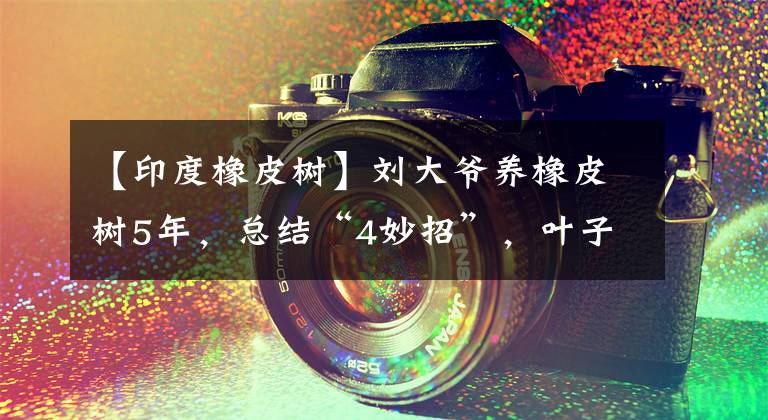 【印度橡皮树】刘大爷养橡皮树5年,总结“4妙招”,叶子又大又绿,厚实光亮
