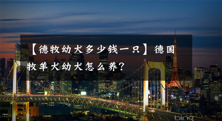 【德牧幼犬多少钱一只】德国牧羊犬幼犬怎么养?
