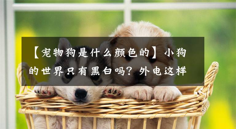 【宠物狗是什么颜色的】小狗的世界只有黑白吗？外电这样解释
