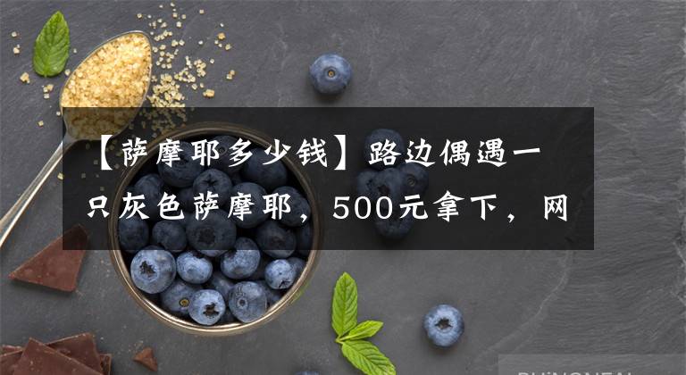 【萨摩耶多少钱】路边偶遇一只灰色萨摩耶,500元拿下,网友们表示,这波不亏