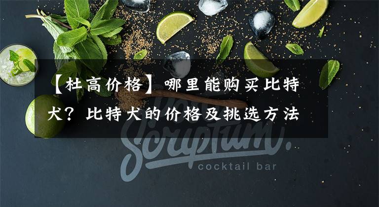 【杜高价格】哪里能购买比特犬?比特犬的价格及挑选方法介绍!