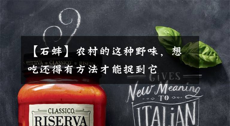 【石蚌】农村的这种野味，想吃还得有方法才能捉到它