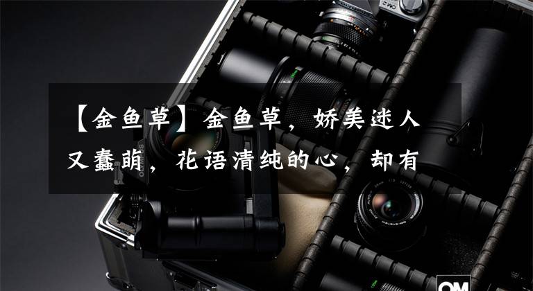 【金鱼草】金鱼草,娇美迷人又蠢萌,花语清纯的心,却有地狱般恐怖的内在