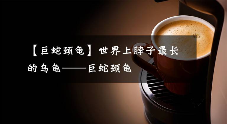 【巨蛇颈龟】世界上脖子最长的乌龟——巨蛇颈龟