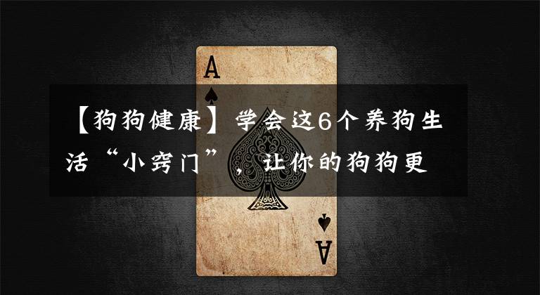 【狗狗健康】学会这6个养狗生活“小窍门”，让你的狗狗更健康