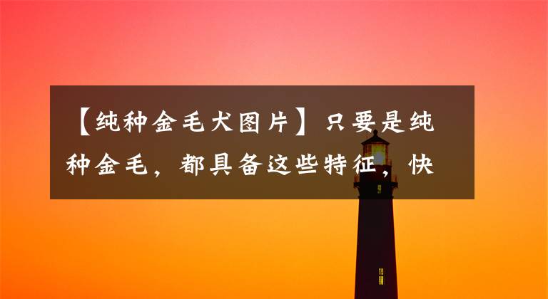 【纯种金毛犬图片】只要是纯种金毛，都具备这些特征，快去看看你家狗子有没有