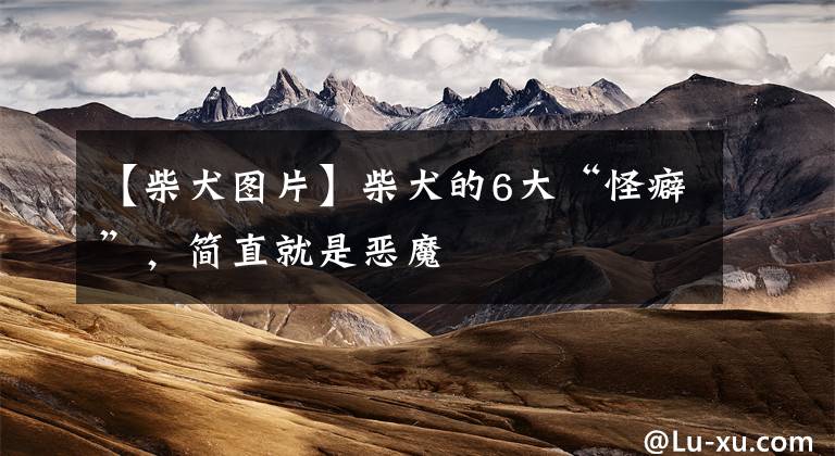 【柴犬图片】柴犬的6大“怪癖”，简直就是恶魔