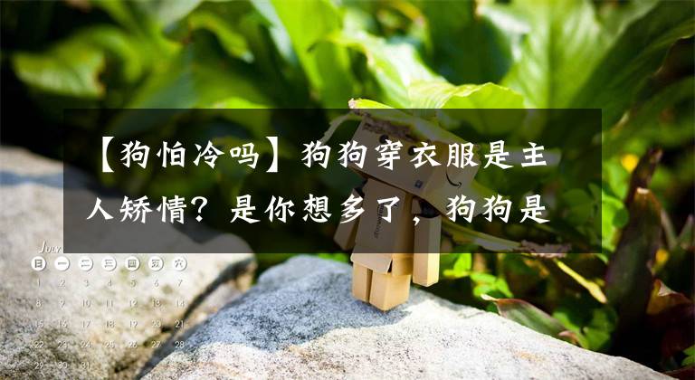 【狗怕冷吗】狗狗穿衣服是主人矫情？是你想多了，狗狗是会怕冷的