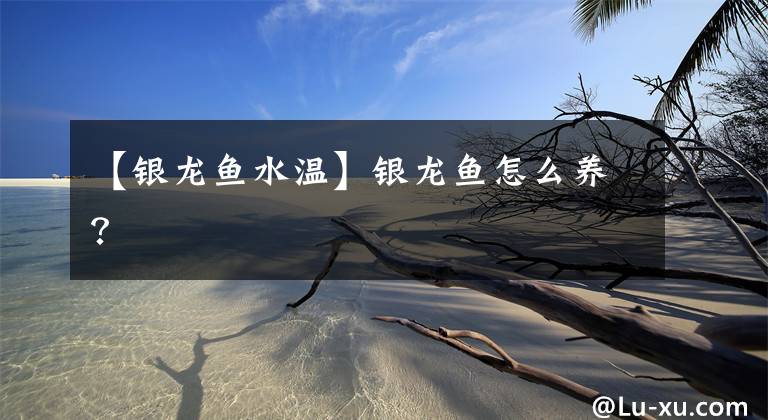 【银龙鱼水温】银龙鱼怎么养？
