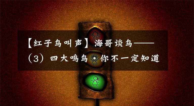 【红子鸟叫声】海哥谈鸟——（3）四大鸣鸟•你不一定知道的故事