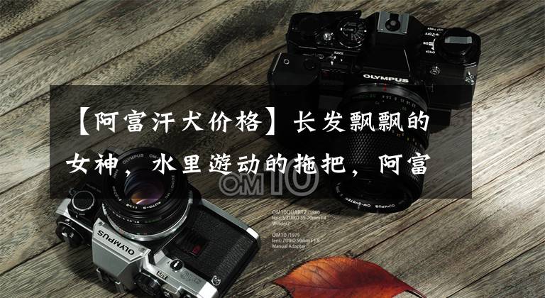 【阿富汗犬价格】长发飘飘的女神，水里游动的拖把，阿富汗猎犬真是又高贵又沙雕呢