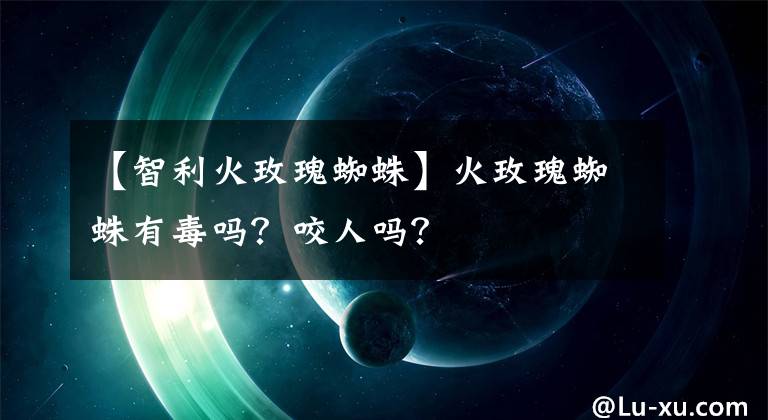 【智利火玫瑰蜘蛛】火玫瑰蜘蛛有毒吗?咬人吗?