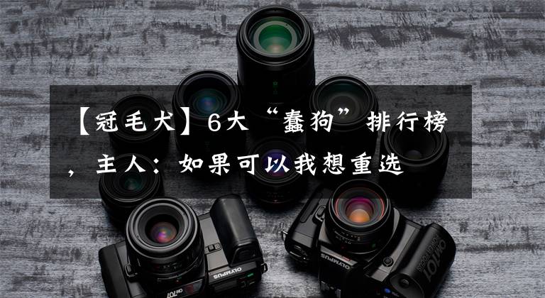 【冠毛犬】6大“蠢狗”排行榜,主人:如果可以我想重选