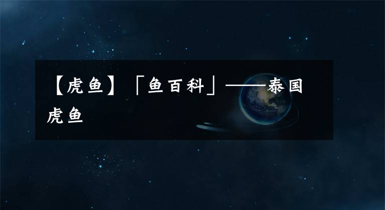 【虎鱼】「鱼百科」——泰国虎鱼