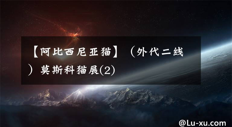 【阿比西尼亚猫】（外代二线）莫斯科猫展(2)