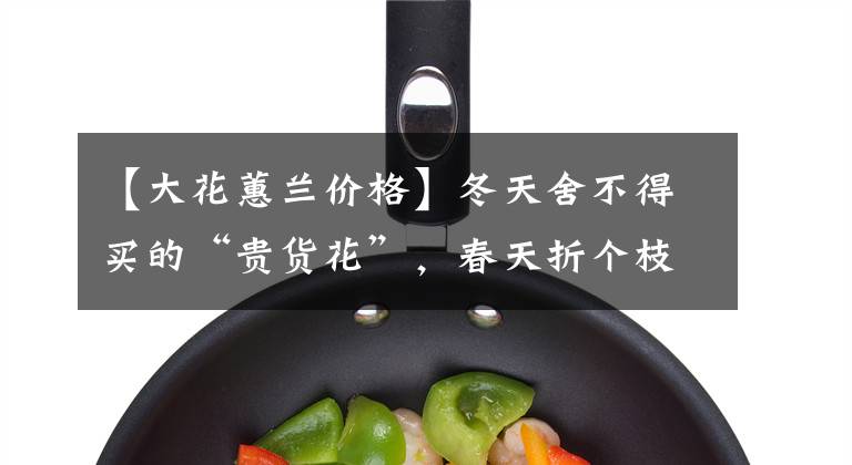 【大花蕙兰价格】冬天舍不得买的“贵货花”，春天折个枝扦插，一盆变多盆