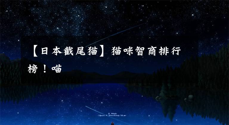 【日本截尾猫】猫咪智商排行榜！喵