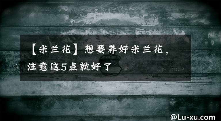 【米兰花】想要养好米兰花，注意这5点就好了