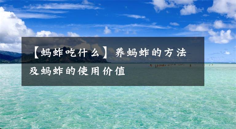 【蚂蚱吃什么】养蚂蚱的方法及蚂蚱的使用价值