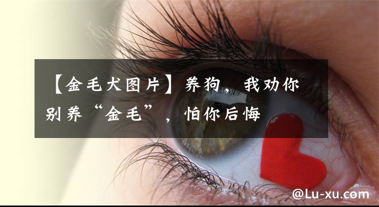 【金毛犬图片】养狗，我劝你别养“金毛”，怕你后悔