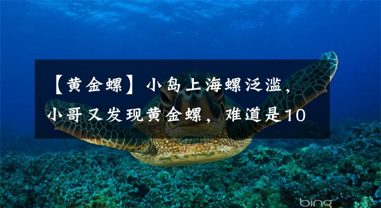 【黄金螺】小岛上海螺泛滥，小哥又发现黄金螺，难道是10块钱带来的好运
