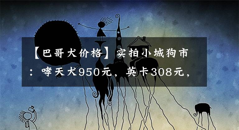 【巴哥犬价格】实拍小城狗市：哮天犬950元，英卡308元，巴哥犬的价格想不到