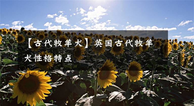 【古代牧羊犬】英国古代牧羊犬性格特点