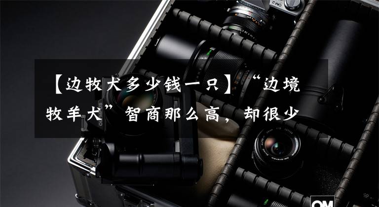 【边牧犬多少钱一只】“边境牧羊犬”智商那么高，却很少人饲养？只因它的6个缺点