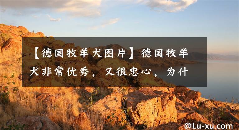 【德国牧羊犬图片】德国牧羊犬非常优秀，又很忠心，为什么城市里却“禁养”德牧呢？