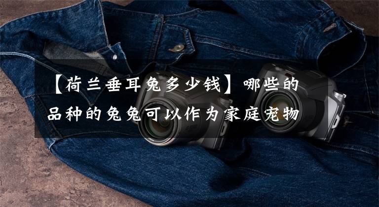 【荷兰垂耳兔多少钱】哪些的品种的兔兔可以作为家庭宠物呢？